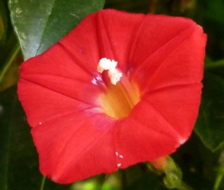 Zorele-Ipomoea Multifida Cardianal Climber Red - Img 2