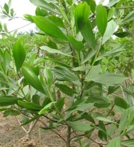 Acacia Mangium - Img 2