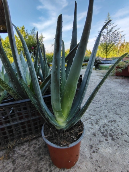 Aloe Vera de 3 ani - Img 2