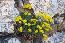 Alyssum saxatile Gold - Img 3