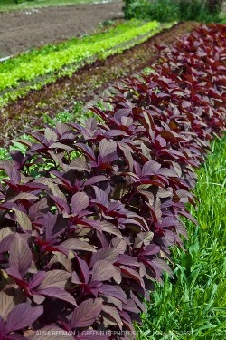 Amaranthus Red Army - Img 6