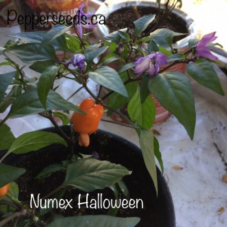 Ardei iute Numex Halloween - Img 3