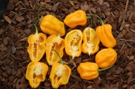 Ardei iute Scotch Bonnet Trinidad Yellow - Img 2