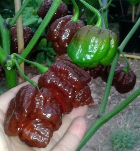 Ardei iute Trinidad Scorpion Moruga Chocolate - Img 2