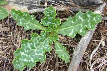 Armurariu-Silybum Marianum - Img 4