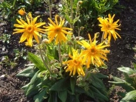 Arnica montana - Img 5
