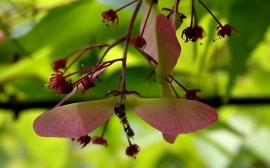 Artar japonez-Acer palmatum atropurpurea - Img 6