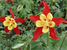 Caldarusa Aquilegia Caerulea Koralle - Img 2