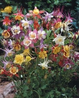 Caldarusa-Aquilegia McKana Giant Hybrids - Img 2