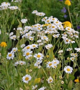 Calomfir-Tanacetum Balsamita - Img 3