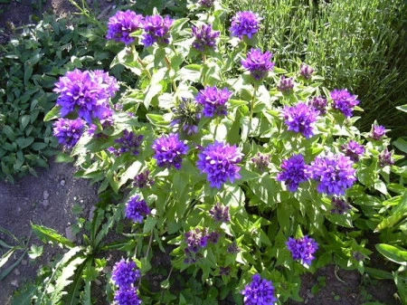 Campanula Glomerata Superba - Img 2