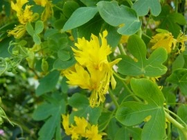 Canary creeper-Tropaeolum peregrinum - Img 8