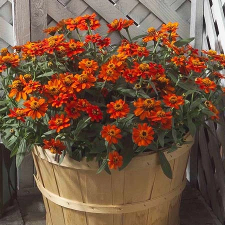 Carciumareasa Profusion double Orange - Img 4