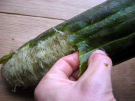 Castravete Luffa cylindrica - Img 2