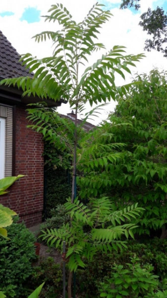 Cedru Chinezesc-Toona Sinensis - Img 2