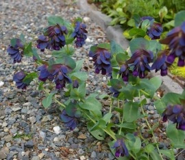 Cerinthe major purpurascens - Img 4
