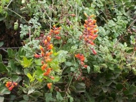 Chilean Glory Vine-Eccremocarpus Scaber - Img 4
