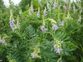 Ciumărea-Galega officinalis - Img 5