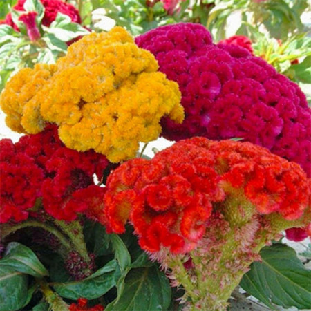 Creasta cocosului batuta mix-Celosia Argentea Cristata Nana