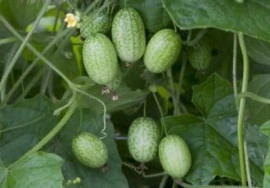 Cucamelon-Scabra Melothria - Img 3