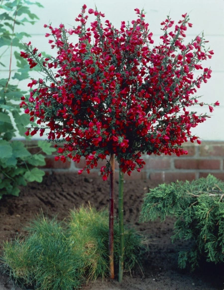 Cytisus Boskoop Ruby - Img 8
