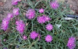 Delosperma Cooperi-Floarea de cristal - Img 3