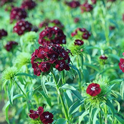 Dianthus barbatus-Garoafa turceasca Black Magic - Img 3