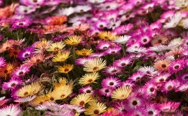 Dorotheanthus bellidiformis-Floare de cristal - Img 7