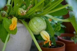 Dovlecel zucchini Ronde de nice - Img 2