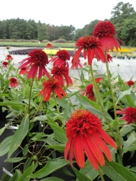 Echinacea Hot Papaya - Img 2
