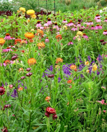 Flori de pai-Helichrysum bracteatum mix - Img 4