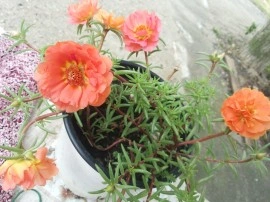 Flori de piatra-Portulaca Grandiflora - Img 2