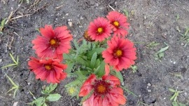 Gaillardia Aristata Arizona Red - Img 5