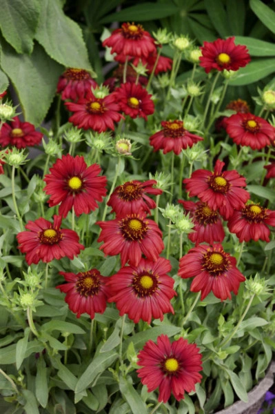 Gaillardia Aristata Burgunder - Img 6