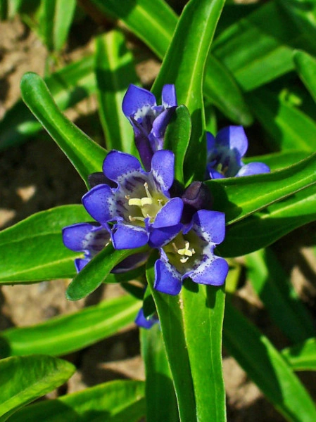 Gentiana Cruciata - Img 4