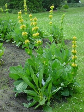 Ghintura-Gentiana lutea - Img 3