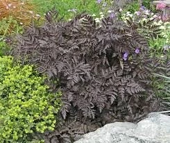 Hasmatuchi purple-Anthriscus Sylvestris RavensWing - Img 3