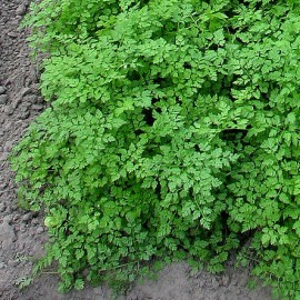 Hasmațuchi