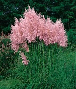 Iarba de pampas roz - Img 2