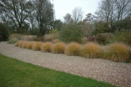 Iarba decorativa-Pennisetum alopecuroides hameln - Img 4