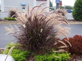 Iarba decorativa Pennisetum Setaceum Rubrum - Img 4