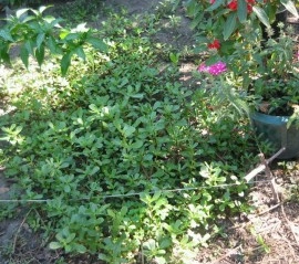 Iarba grasă-Portulaca oleracea - Img 2