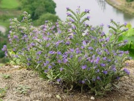 Iarba Sarpelui-Echium vulgare - Img 3