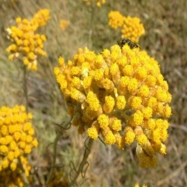 Imortela-Helichrysum arenarium-Siminoc - Img 2