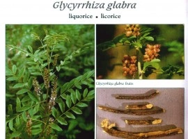 Lemn Dulce-Glycyrrhiza Glabra - Img 5