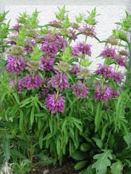 Lemon beebalm-Monarda citriodora - Img 3