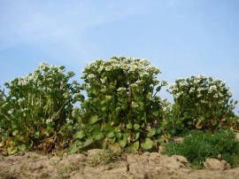 Lingureaua-Cochlearia officinalis - Img 8