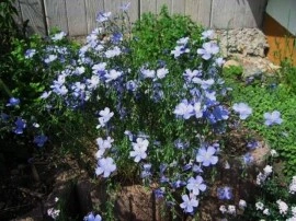 Linum-In decorativ blue - Img 3
