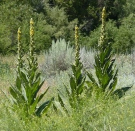Lumanarica-Verbascum thapsus - Img 2