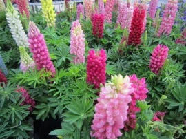 Lupin peren-Lupinus polyphyllus mix - Img 4
